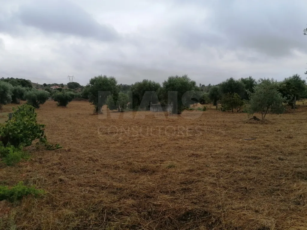 Terreno em Mouriscas para cultivo com olival e árvores de fruto