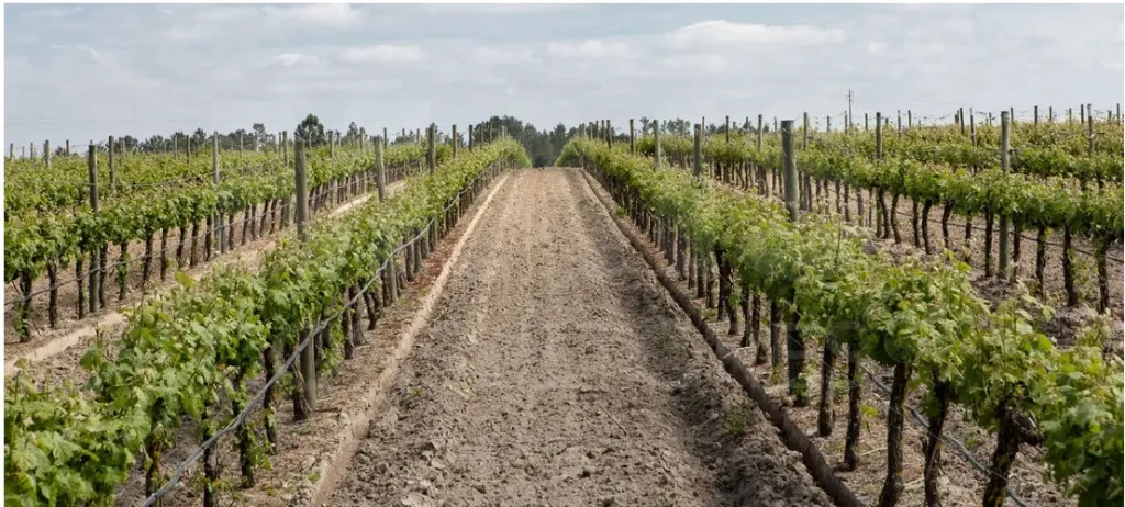 Terreno Rustico para cultivo c/ furo, 21.500m2, na Nacional 4
