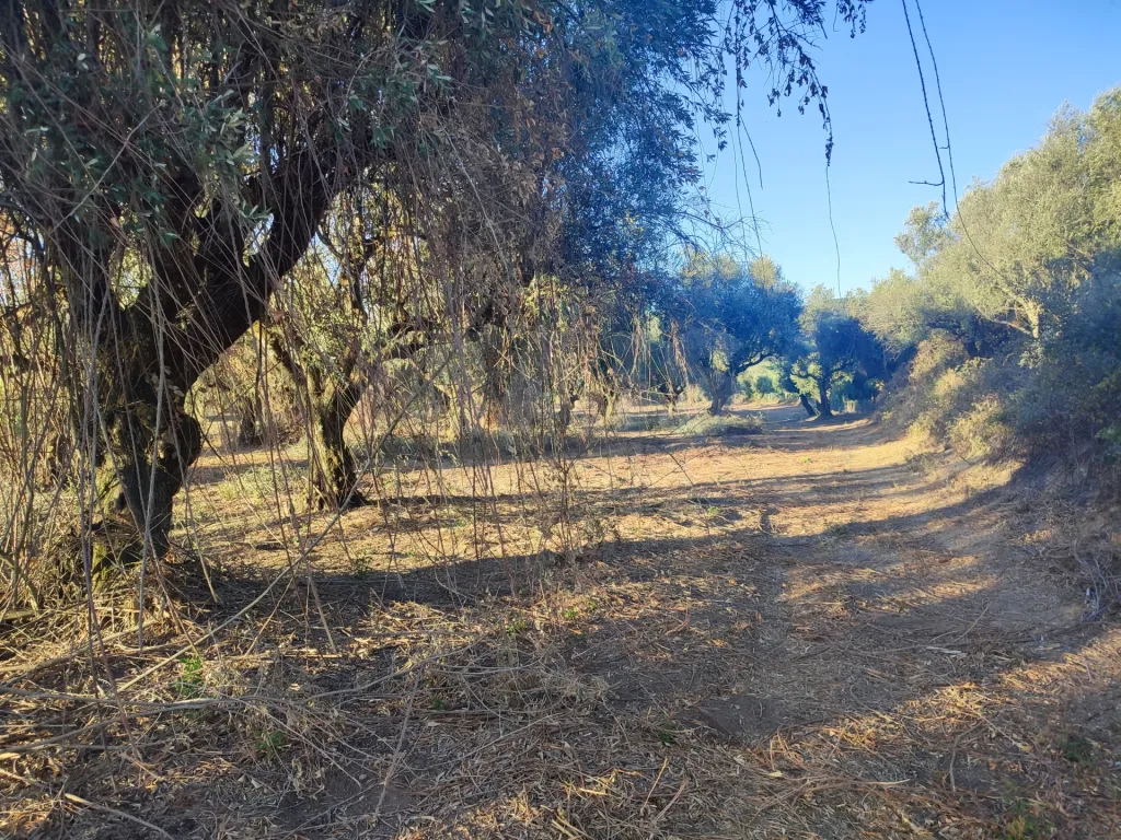 Quinta com moradia para recuperar na zona de Abrantes