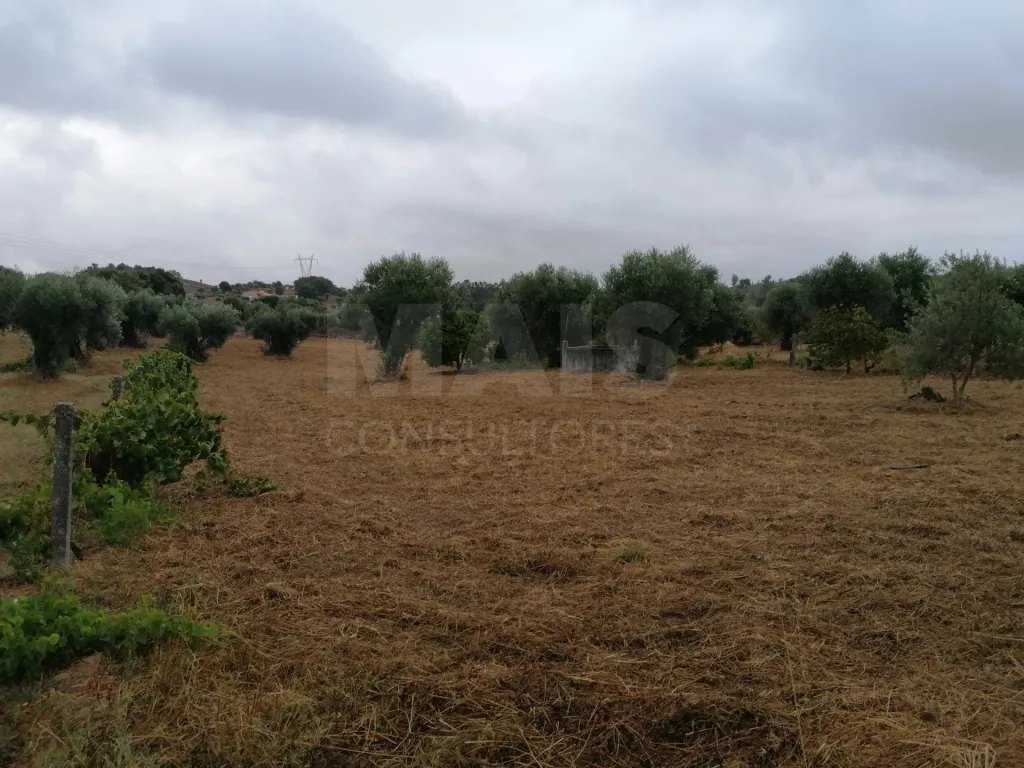 Terreno em Mouriscas para cultivo com olival e árvores de fruto