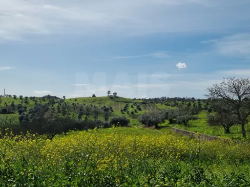 Quintinha com 6,2 Hectares, Água Abundante e 902 m² de Construção em Torres Novas