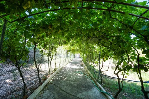 Quinta com moradia térrea em Torres Vedras
