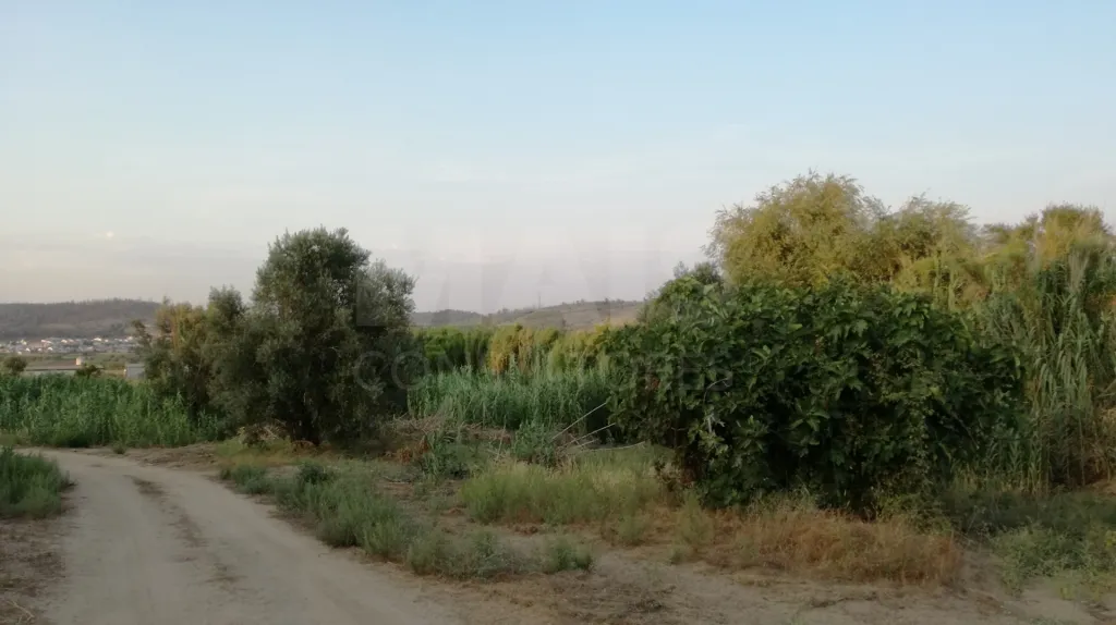 Quinta com moradia para recuperar na zona de Abrantes