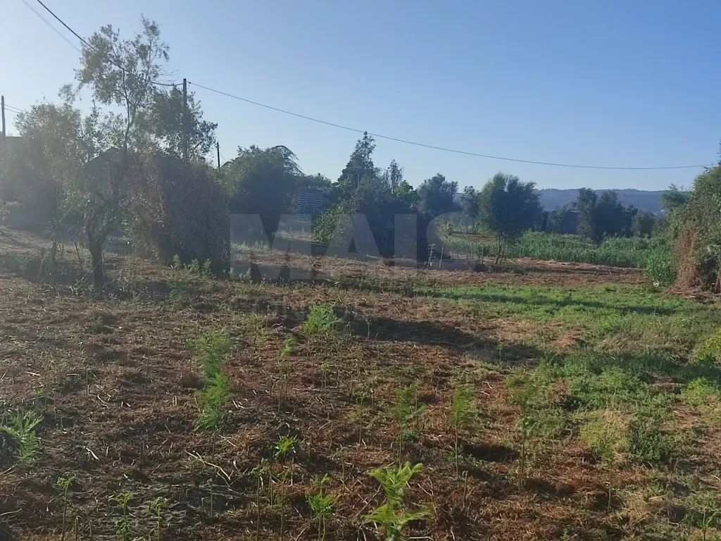 Quinta com moradia para recuperar na zona de Abrantes