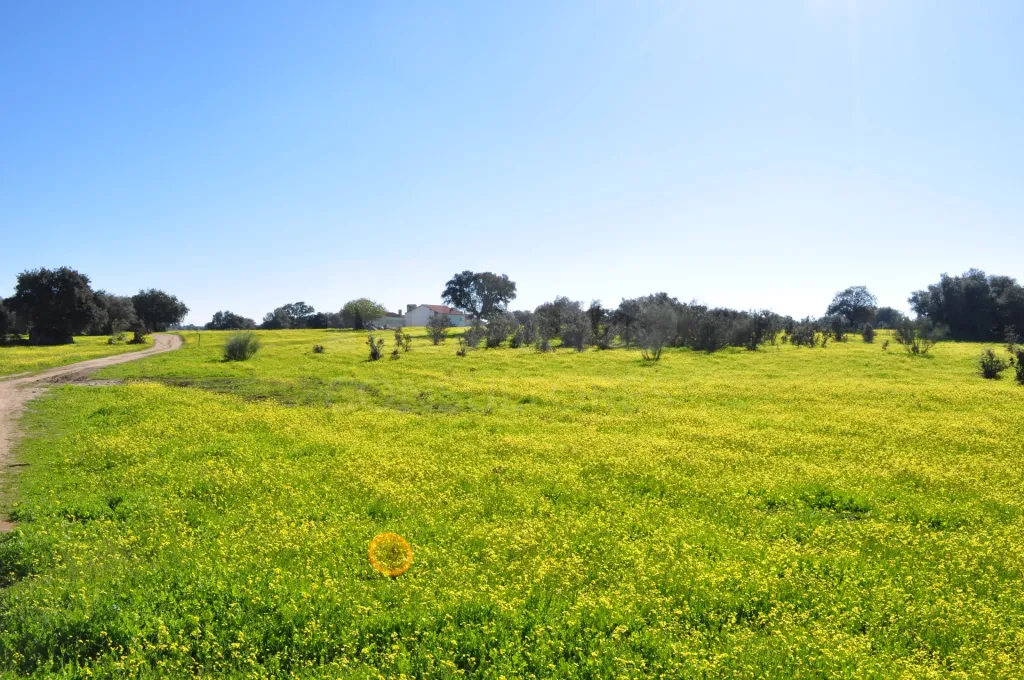 Fabulosa Herdade em Reguengos Monsaraz junto à Herdade do Esporão 105 ha