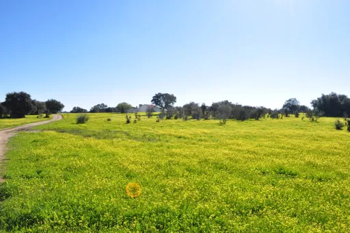 Fabulosa Herdade em Reguengos Monsaraz junto à Herdade do Esporão 105 ha