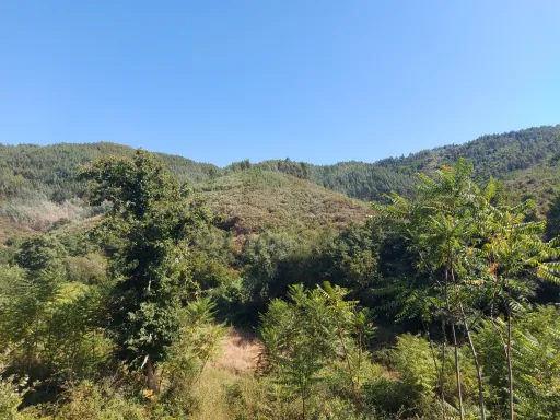 Terreno Rústico para produção florestal com 4960m2 Pisão / Côja
