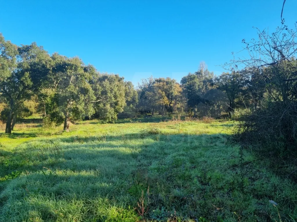 Terreno com Ruina SAO PEDRO DE TOMAR