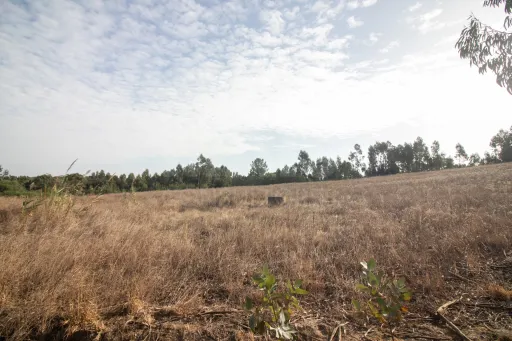 🌳 Terreno Misto – Surraipas, Freguesia de Olhalvo (Alenquer)