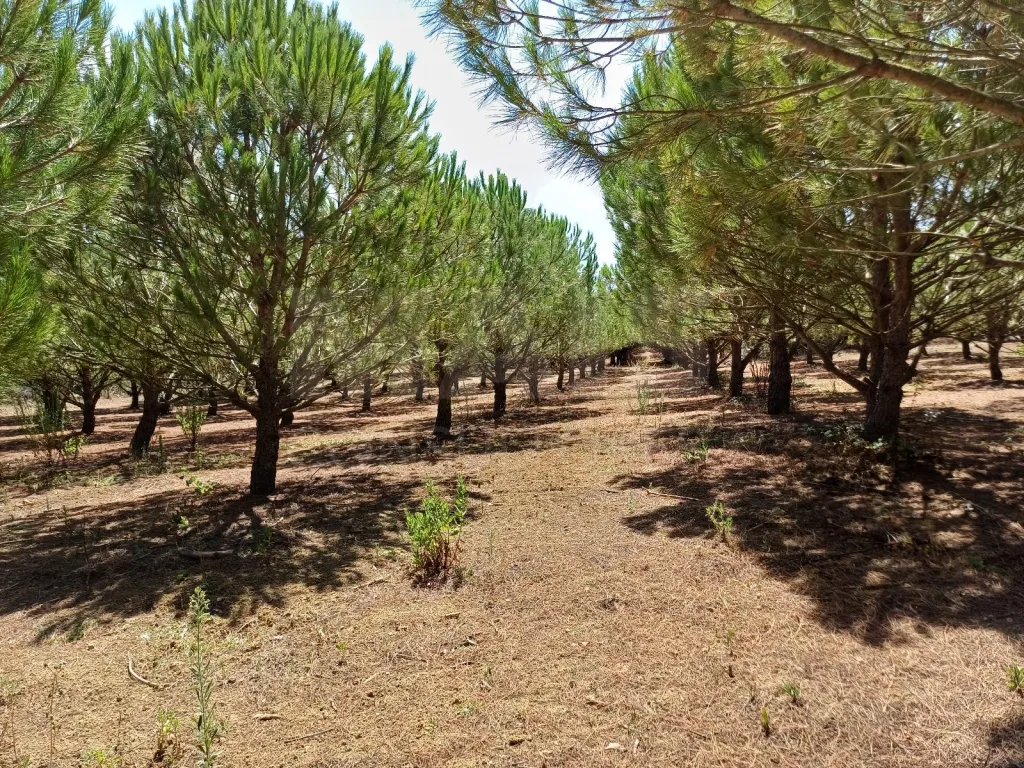 Moradia independente com terreno