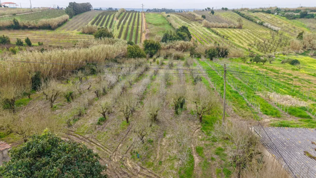 Terreno no centro da Usseira
