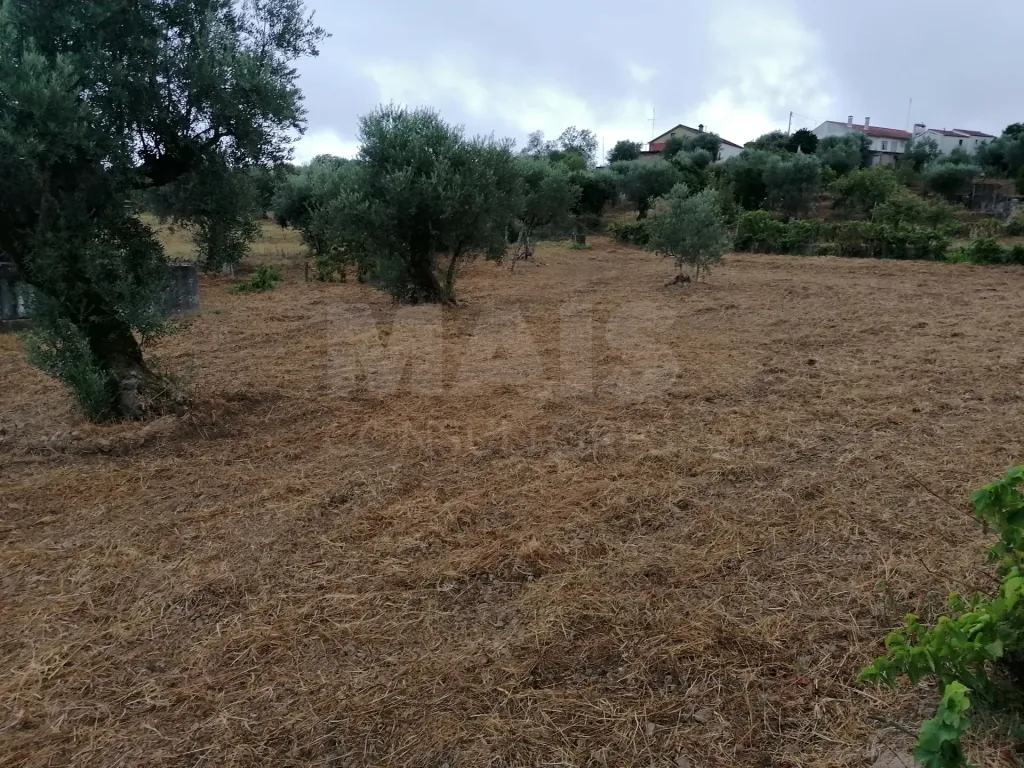Terreno em Mouriscas para cultivo com olival e árvores de fruto