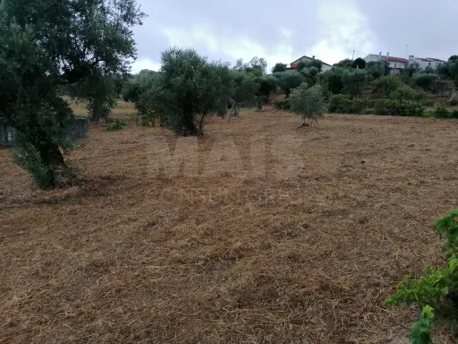 Terreno em Mouriscas para cultivo com olival e árvores de fruto