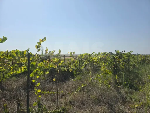 Oportunidade de Investimento Agrícola em ALMEIRIM!