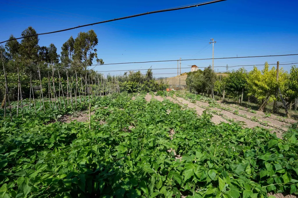 Quinta com moradia térrea em Torres Vedras