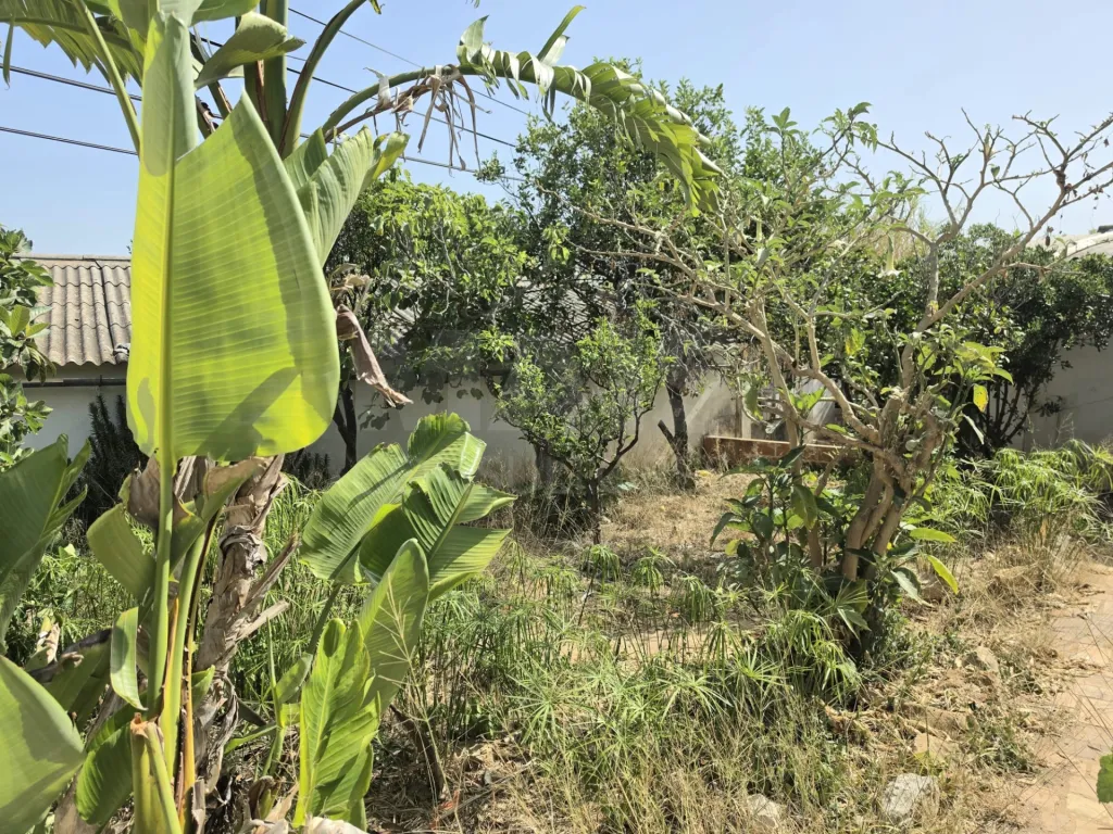 Moradia para recuperar com comercio, indústria, habitação e terreno com árvores de fruto