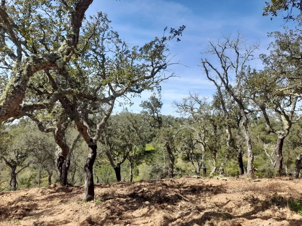Terreno Urbano com 8.4 H em Melides
