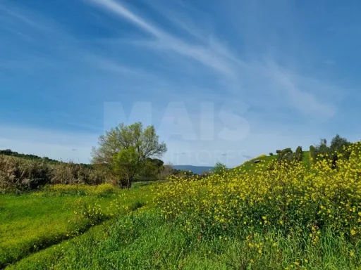 Quintinha com 6,2 Hectares, Água Abundante e 902 m² de Construção em Torres Novas
