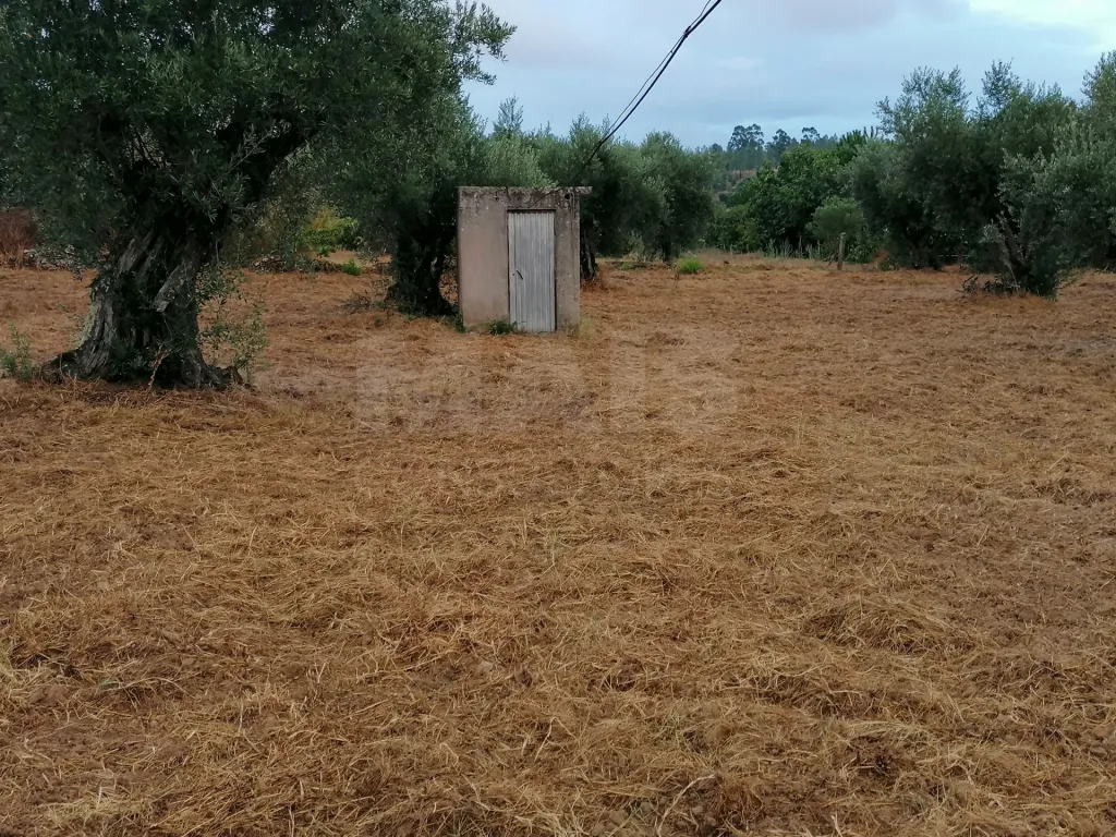 Terreno em Mouriscas para cultivo com olival e árvores de fruto