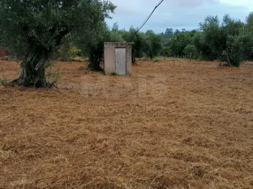 Terreno em Mouriscas para cultivo com olival e árvores de fruto