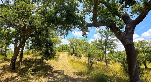 Herdade com 11,6 hectares em São Bartolomeu da Serra, Santiago do Cacém