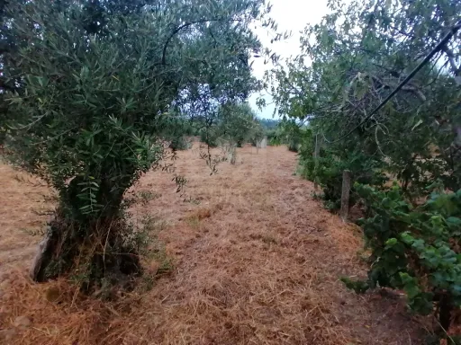 Terreno em Mouriscas para cultivo com olival e árvores de fruto