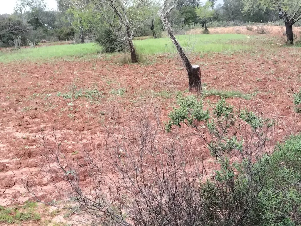 Lote de Terreno Rustico