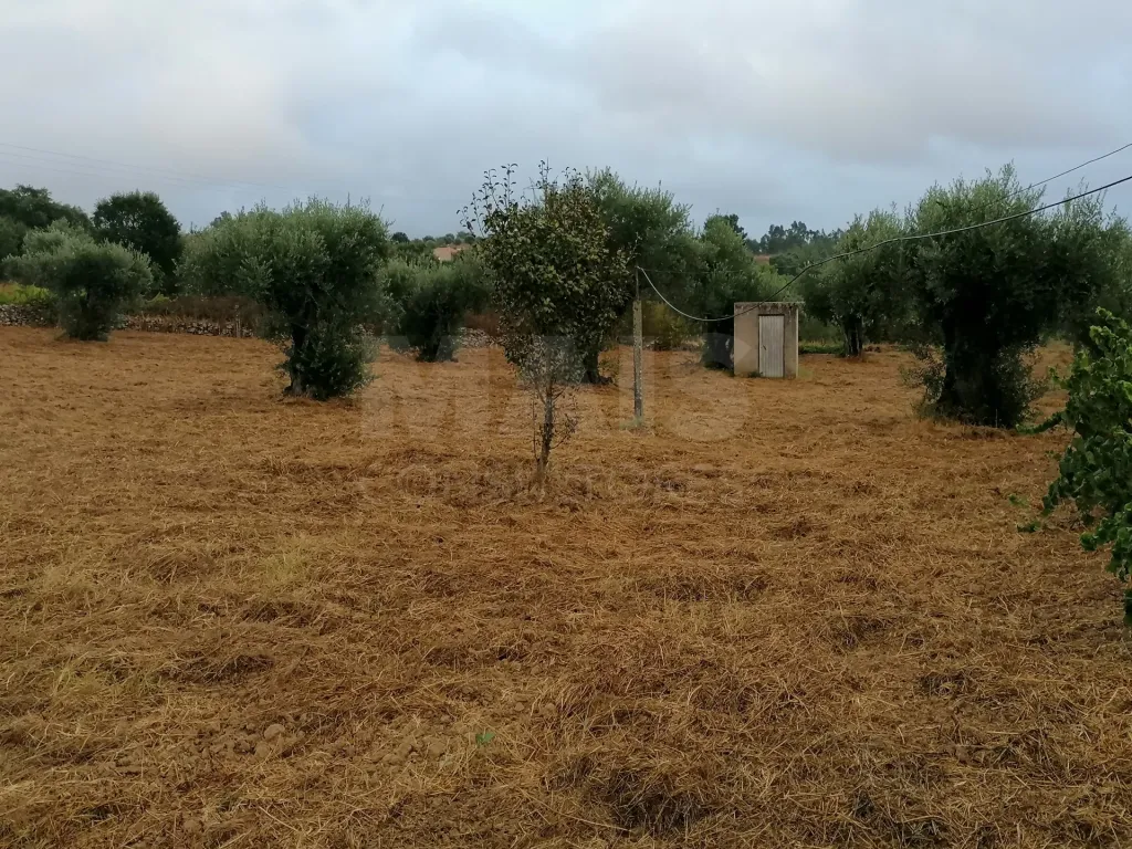 Terreno em Mouriscas para cultivo com olival e árvores de fruto