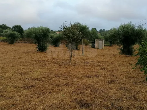 Terreno em Mouriscas para cultivo com olival e árvores de fruto