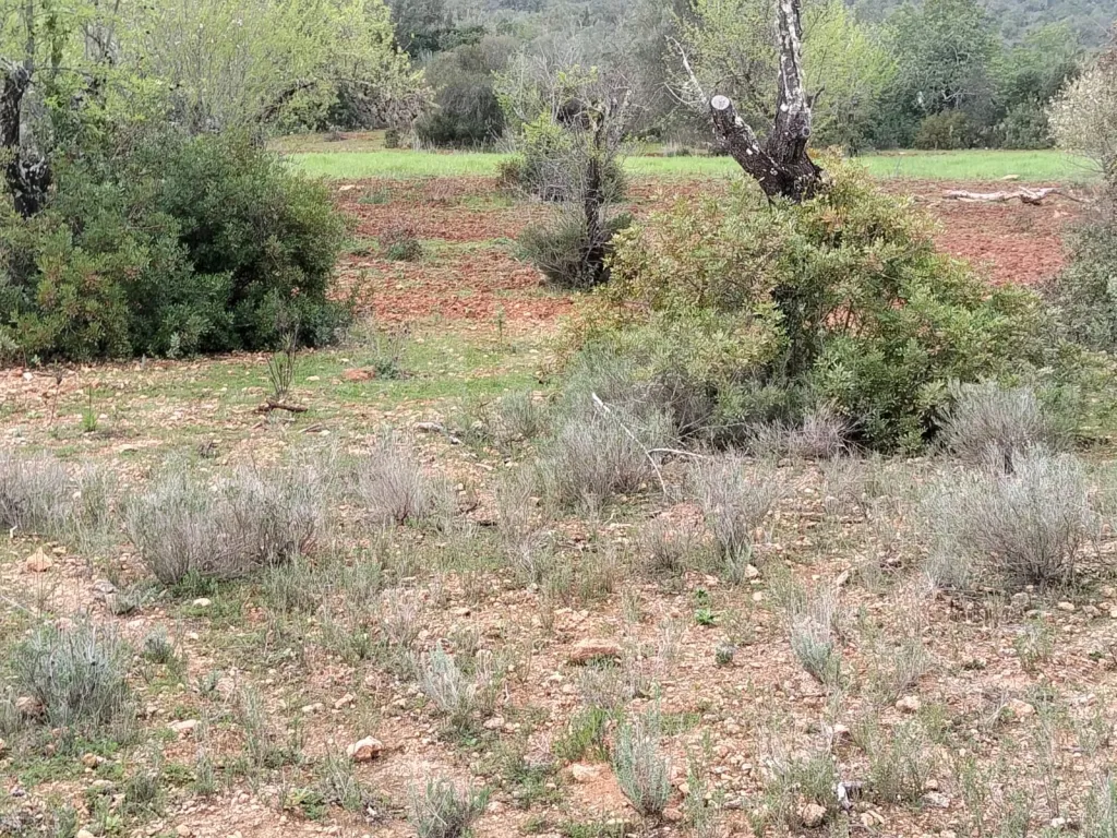 Lote de Terreno Rustico