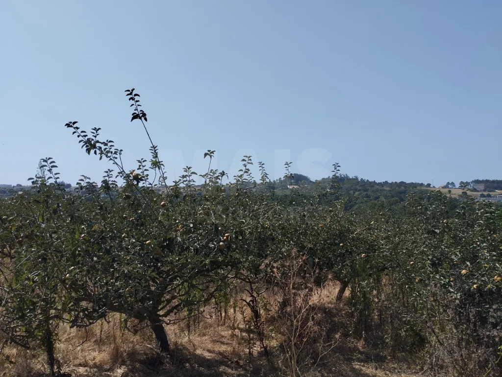 Terreno no centro da Usseira