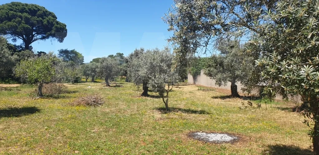 Terreno para construção  Casais Romeiros - Bugalhos - Santarém