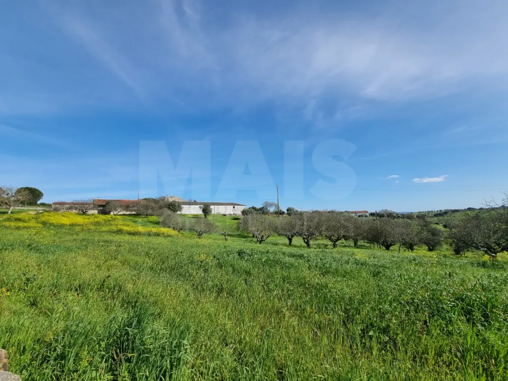 Small Farm with 6.2 Hectares, Abundant Water and 902 m² of Construction in Torres Novas