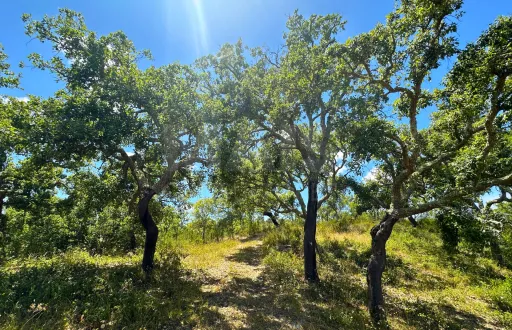 Herdade com 11,6 hectares em São Bartolomeu da Serra, Santiago do Cacém