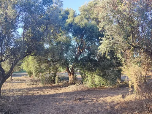 Quinta com moradia para recuperar na zona de Abrantes