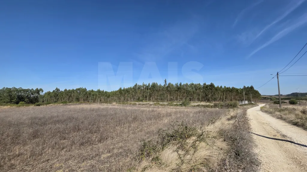 Rustic land with cut eucalyptus trees