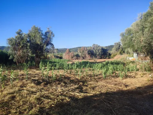 Quinta com moradia para recuperar na zona de Abrantes