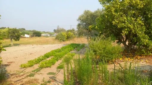 Terreno de 7.050 m² com pequeno armazém a Apenas 1 Hora de Lisboa