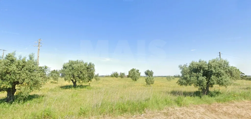 Terreno Rustico CHÃ Alcanena