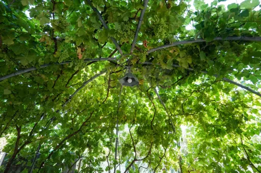 Quinta com moradia térrea em Torres Vedras