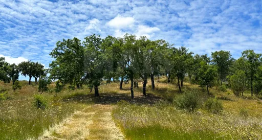 Herdade com 11,6 hectares em São Bartolomeu da Serra, Santiago do Cacém