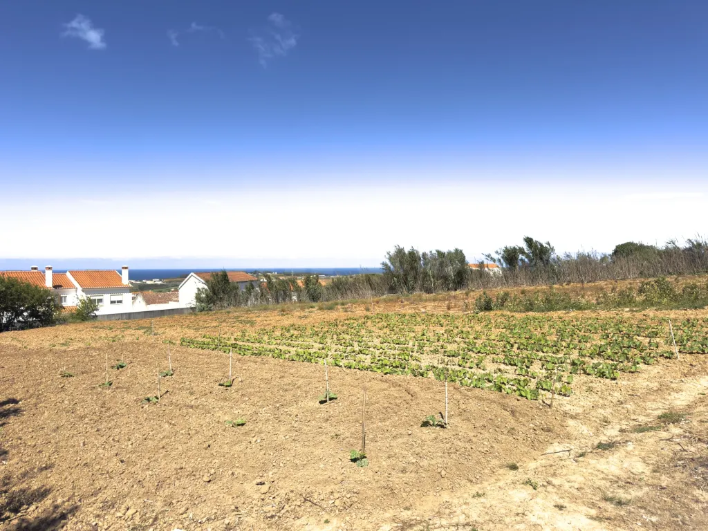 Moradia T2+3 com Terreno de quase 3000m2 Urbano