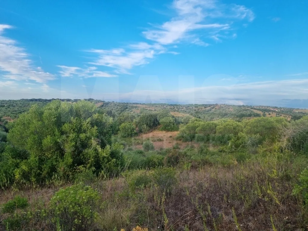 Terreno Rustico Pedrogao T novas