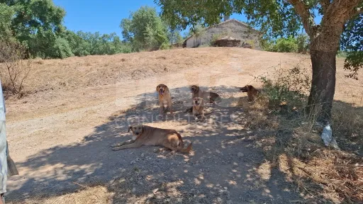 Herdade com 73,7 h em Relíquias, Odemira
