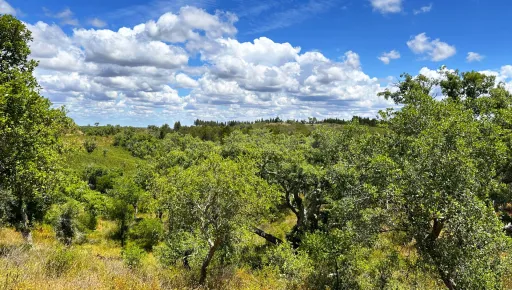 Herdade com 11,6 hectares em São Bartolomeu da Serra, Santiago do Cacém