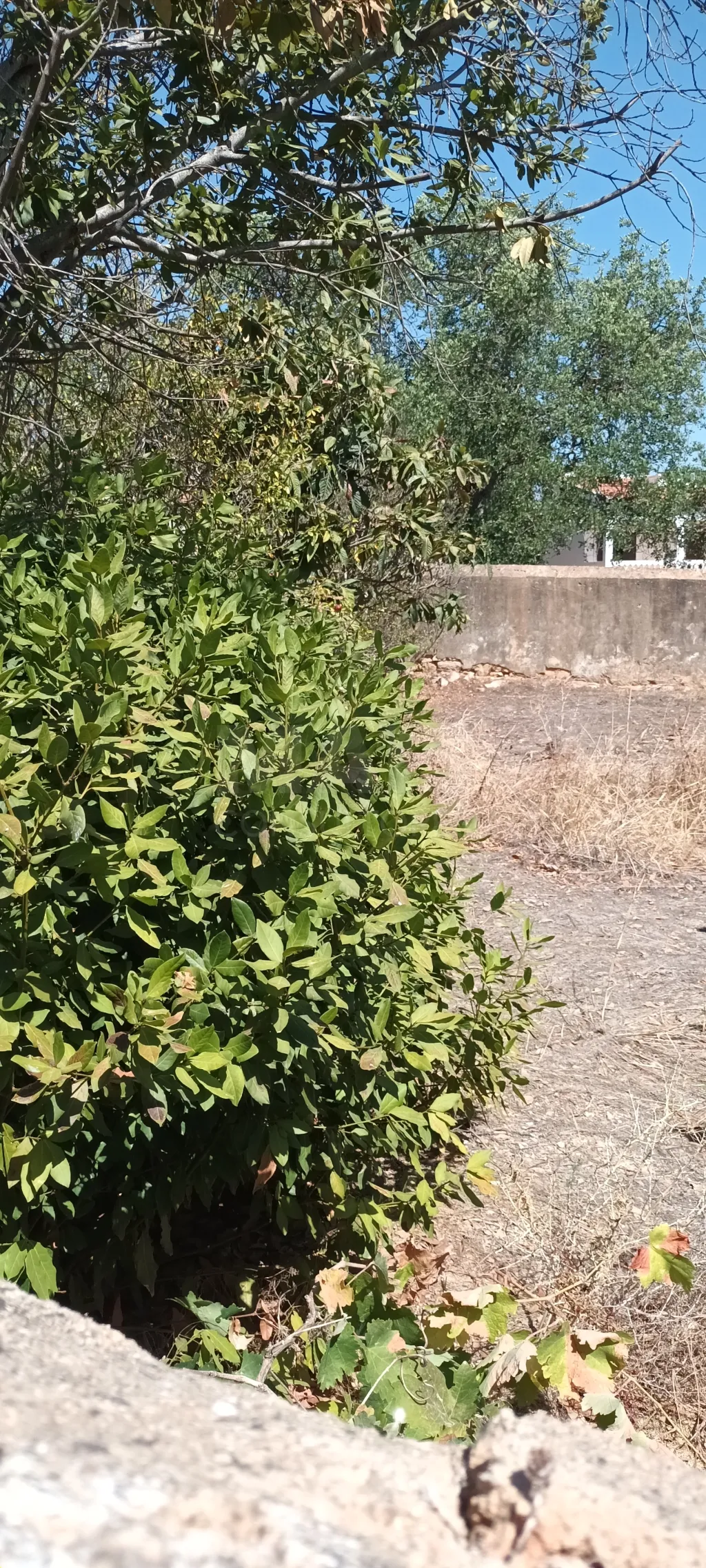 Terreno urbano com ruina / rustico