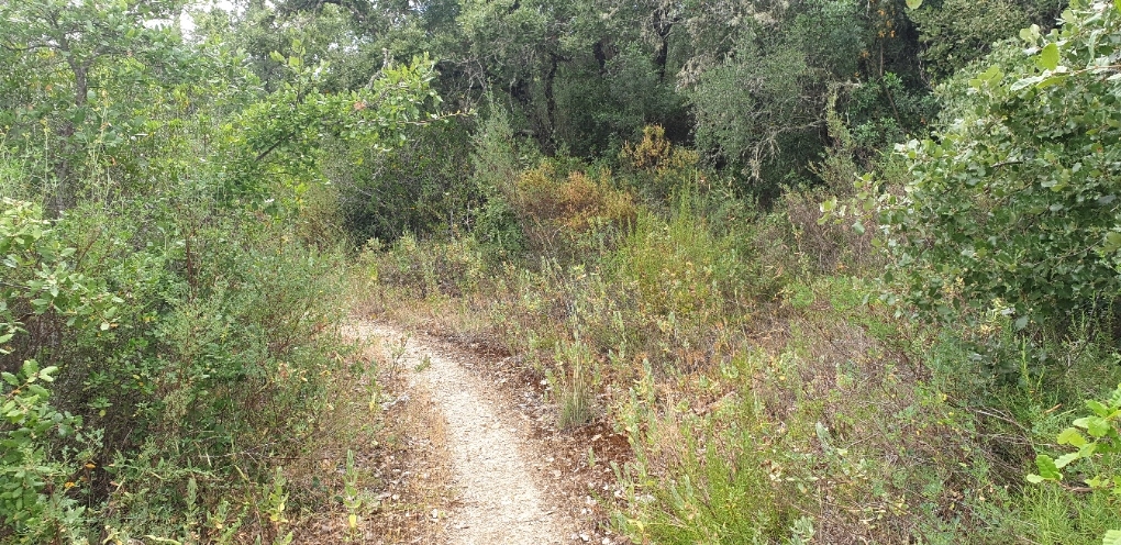 Terreno Rústico arborizado zona de POUSOS