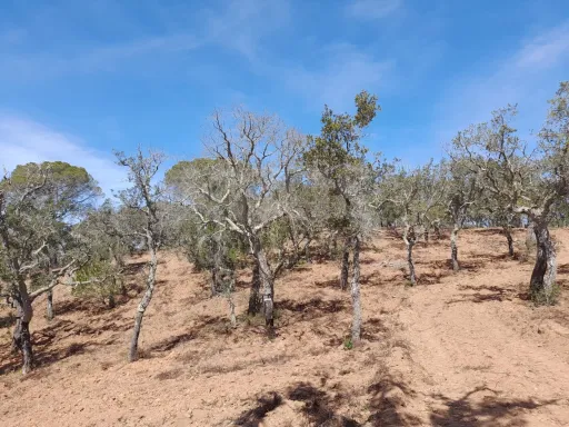 Terreno Urbano com 8.4 H em Melides