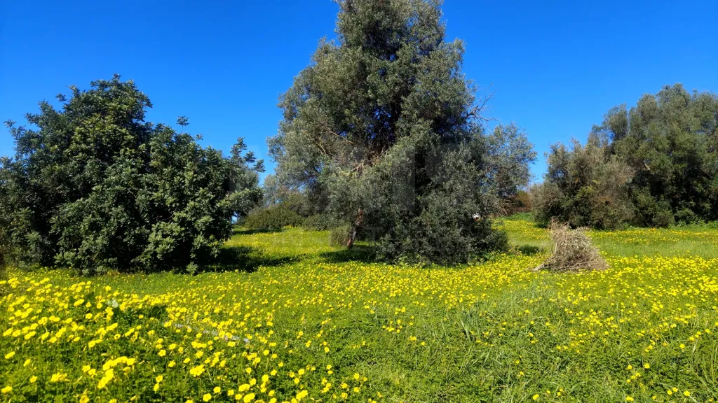 Lote de  Terreno Rustico