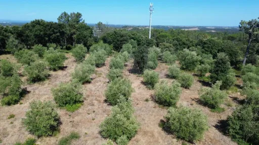 Terreno Rústico 12.400 m² – Autêntico Miradouro Natural sobre o Ribatejo e Serra de Montejunto